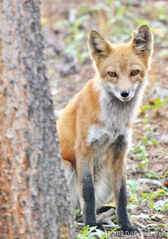 Red Fox